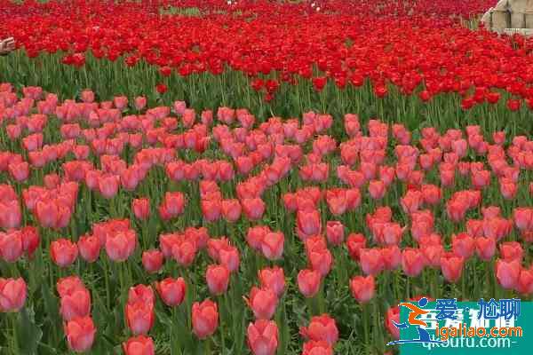 2021北京国际鲜花港郁金香文化节门票？