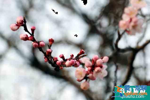 2021年乌素图杏花节时间及活动详情 呼和浩特文艺活动汇总？
