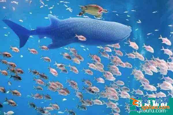 2021珠海长隆五一开放吗 珠海长隆五一门票价格以及优惠政策? 2021珠海长隆五一开放吗 珠海长隆五一门票价格以及优惠政策?