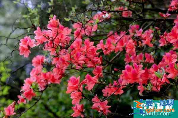 2021湖南杜鹃花哪里最出名 赏杜鹃好去处推荐？