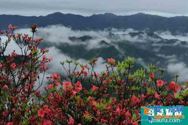 2021湖南杜鹃花哪里最出名 赏杜鹃好去处推荐？