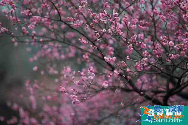 南京赏梅花的地方 南京哪里的梅花好看？