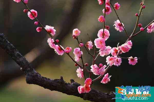 南京赏梅花的地方 南京哪里的梅花好看？