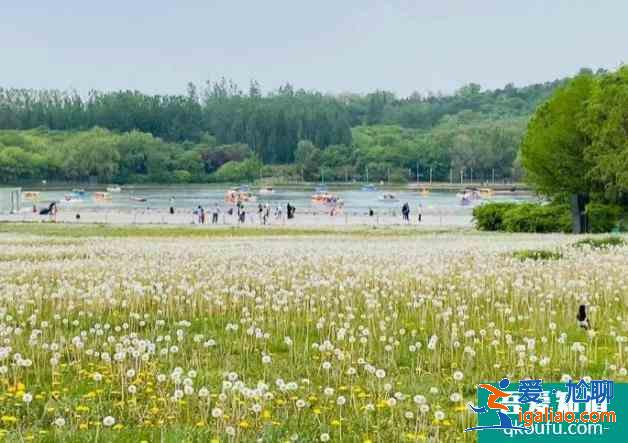 2021北京奥森南园蒲公英花海？