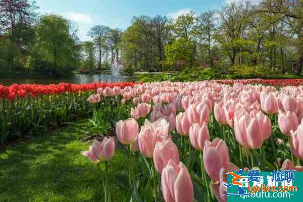2021年五家渠郁金香节时间在哪 乌鲁木齐郁金香节活动汇总？