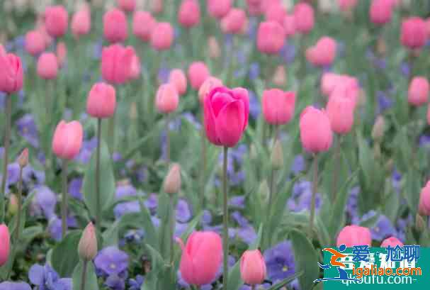 2021年五家渠郁金香节时间在哪 乌鲁木齐郁金香节活动汇总？