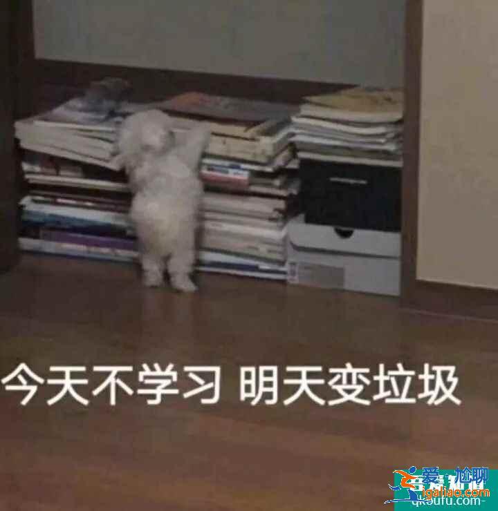 云顶之弈11.8版本推荐阵容神射豹女，云顶11.8版本赛季末冲分阵容介绍？