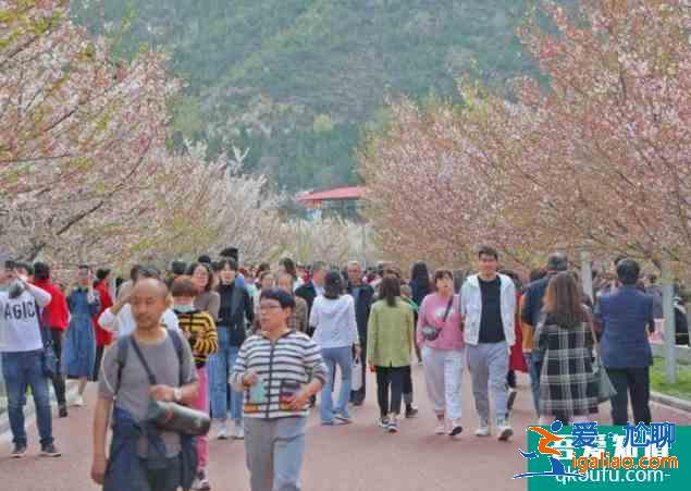 2021太原玉泉山樱花预约信息调整？