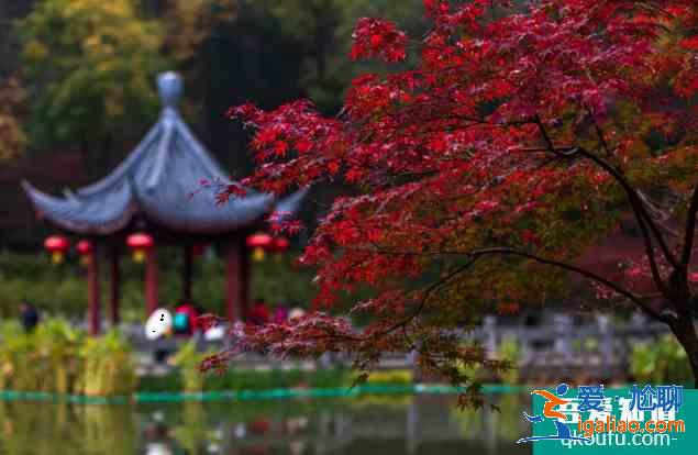 南京栖霞山枫叶最佳观赏时间是几月份 栖霞山停车指南？