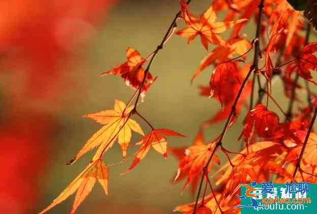 南京栖霞山枫叶最佳观赏时间是几月份 栖霞山停车指南？