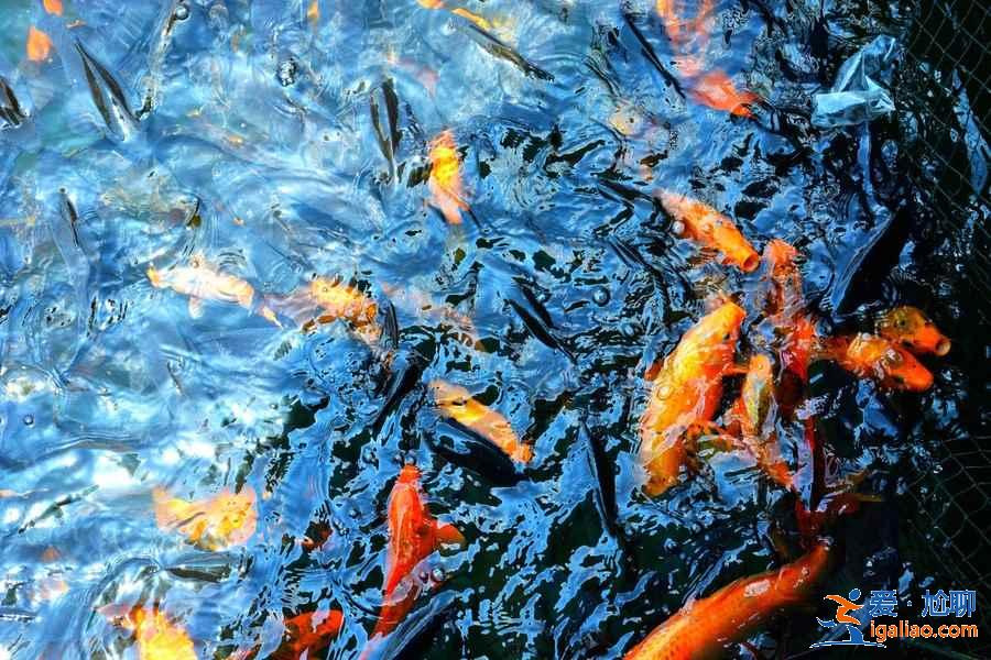 千岛湖：媲美桂林山水，赛过太湖洞庭？