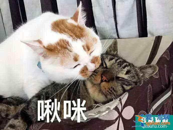 云顶之弈S5赛季推荐阵容登神天使，S5美测服T1级别阵容前瞻？