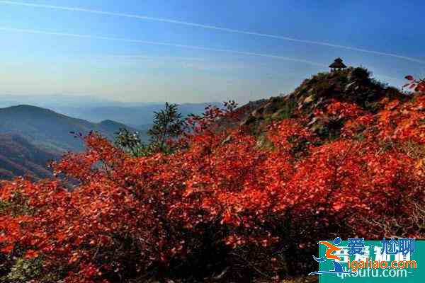 受疫情影响禹州大鸿寨景区1月3日起暂停对外开放？