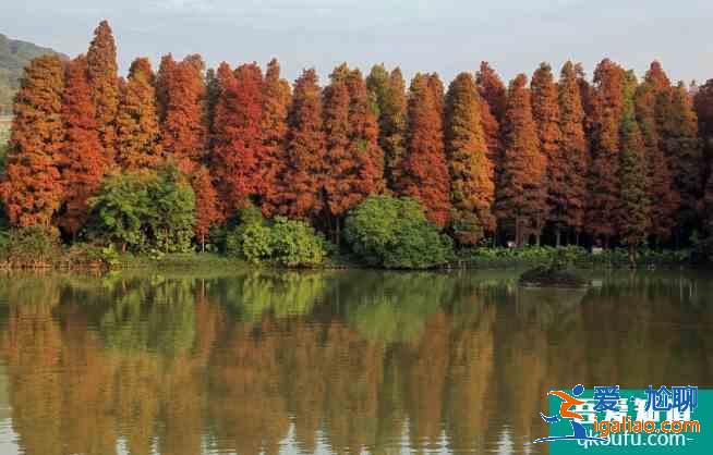 深圳12月有红叶吗 深圳哪里有枫叶景点？
