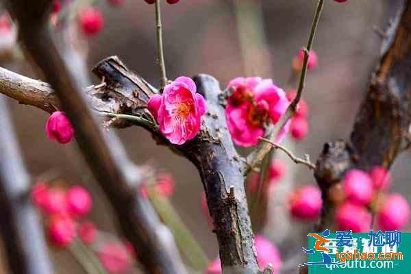 2022广州看梅花最好地方 广州赏梅花最佳景点？
