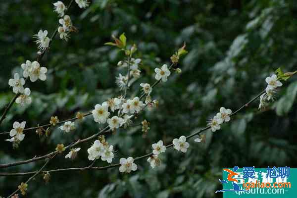 2022广州看梅花最好地方 广州赏梅花最佳景点？