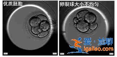 济南代生宝宝价格？