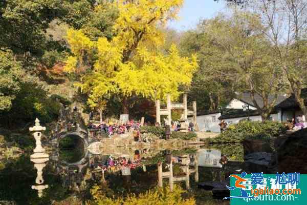 2020昆山银杏景点有哪些 昆山银杏树多的地方？