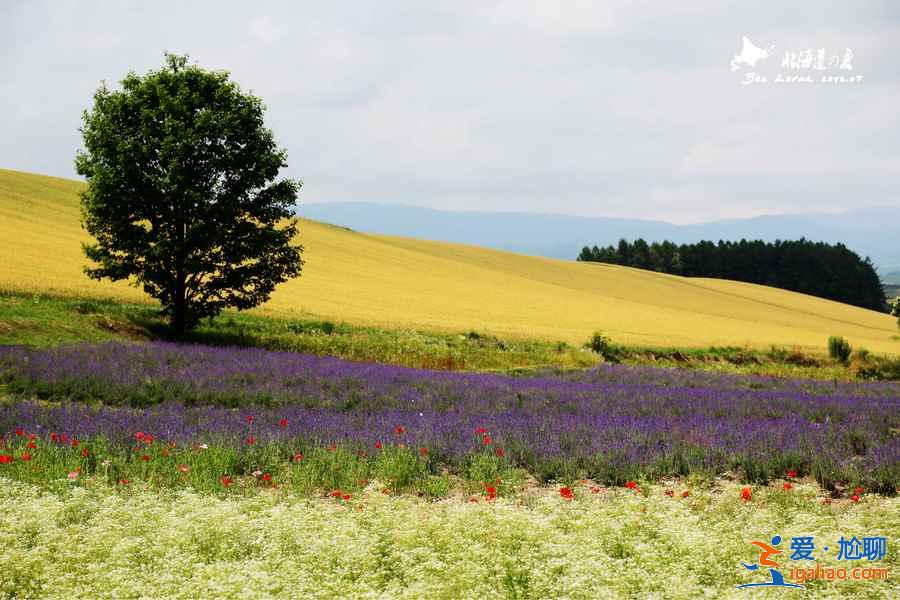 北海道取景地有哪些，北海道有哪些电影取景地？