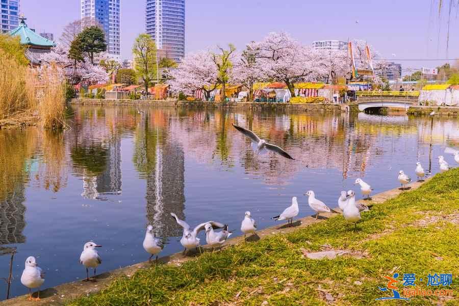 东京上野公园怎么玩，东京上野公园景点，东京上野公园攻略？