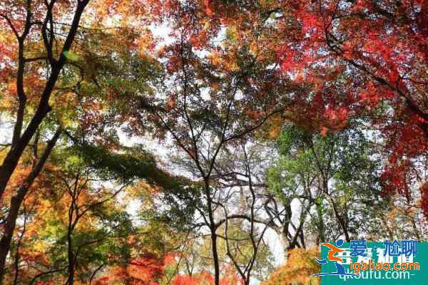 2021南京栖霞山元旦游玩指南 南京栖霞山元旦活动取消？