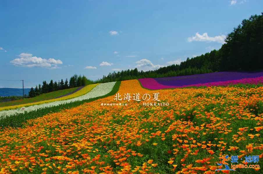 北海道5月旅游风景好吗，5月去北海道路线？