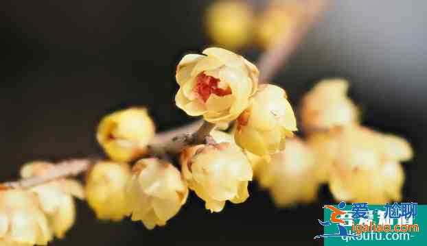 长沙梅花什么时候开花？