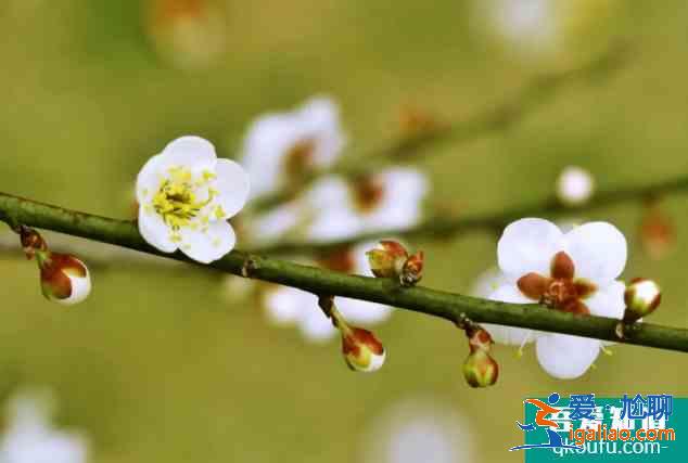 长沙梅花什么时候开花？