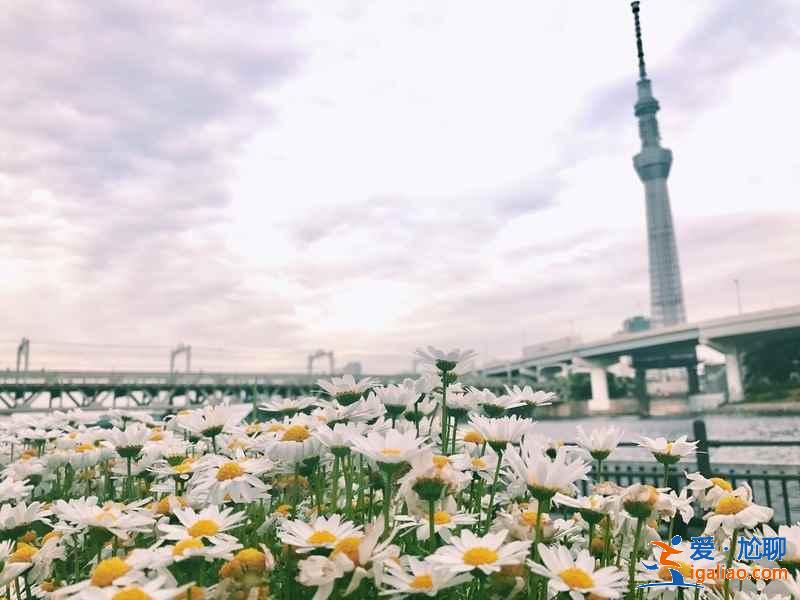 日本最全旅游时间表！日本最佳旅游时间？