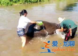 清迈丛林飞跃哪个好，清迈丛林飞跃推荐？