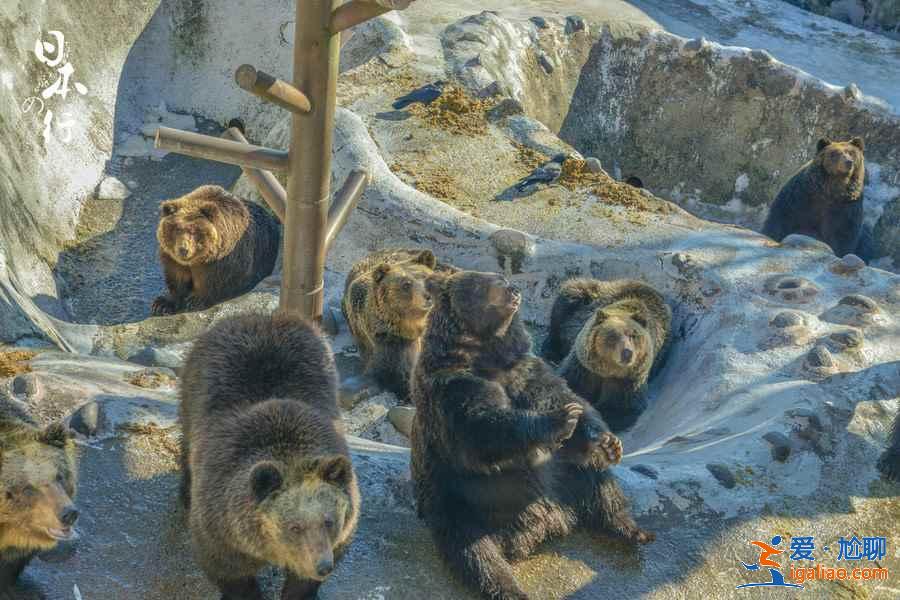登别熊牧场好玩吗？登别熊牧场值得去吗？登别熊牧场游玩解析？