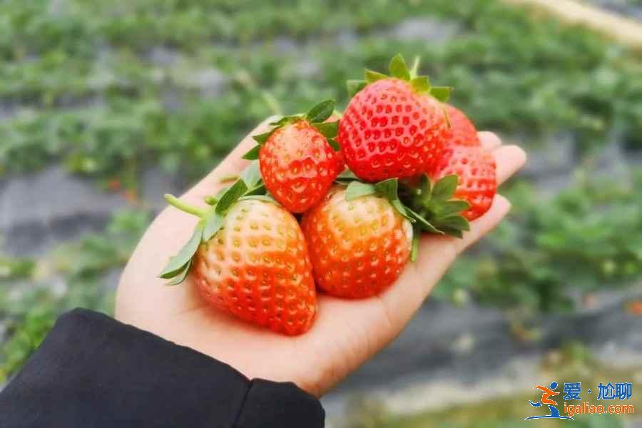 青岛春季哪里可以摘草莓，青岛春季摘草莓去哪好，青岛摘草莓攻略？