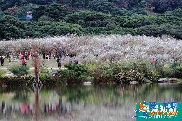 2022广州梅花什么时候开花 广州赏梅花的地方？