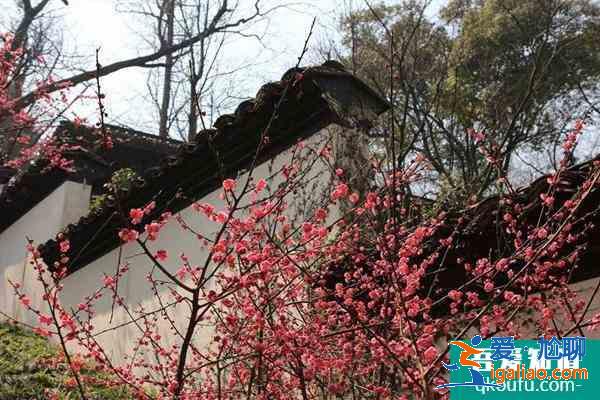 2022广州梅花什么时候开花 广州赏梅花的地方？
