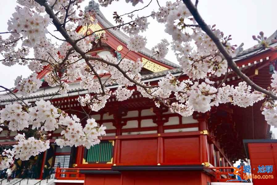 日本人赏樱花有什么习俗？去日本赏樱不得不知道的传统习俗？