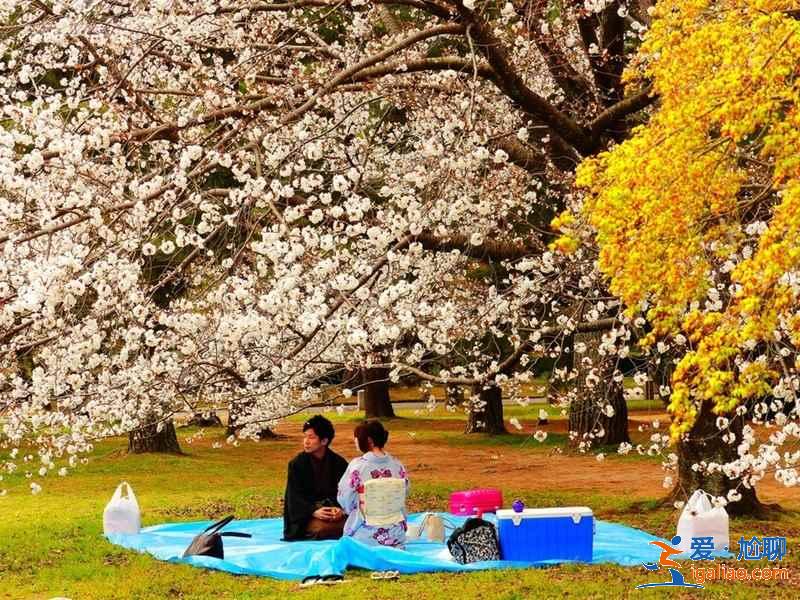 日本人赏樱花有什么习俗？去日本赏樱不得不知道的传统习俗？