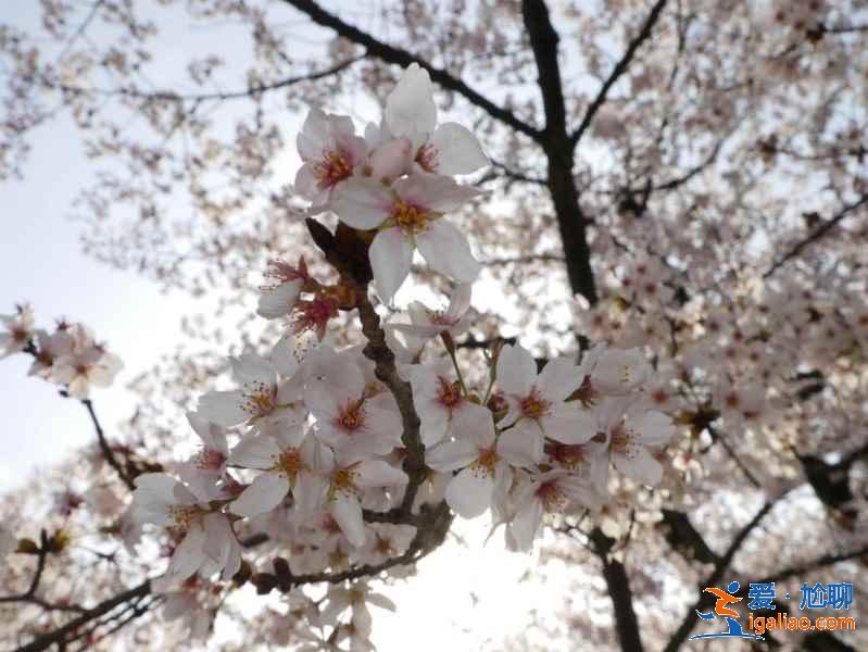 黄山樱花最佳观赏期，黄山看樱花最佳时间，黄山赏樱花几月份最合适？