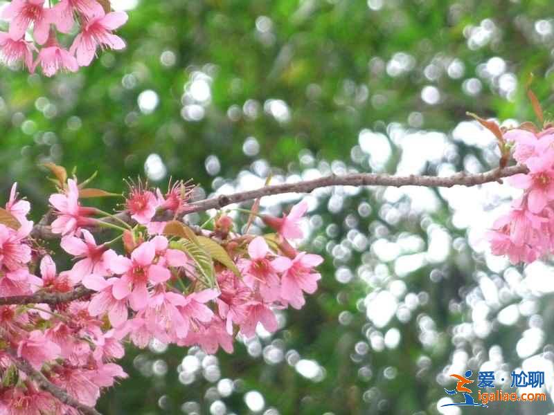 黄山樱花最佳观赏期，黄山看樱花最佳时间，黄山赏樱花几月份最合适？