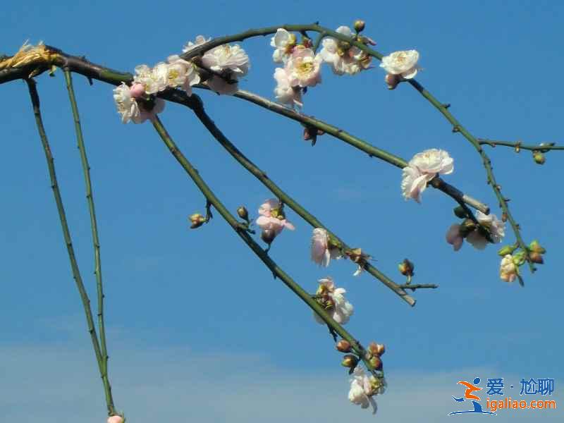 广州冬季哪里可以赏花，广州冬季赏花好去处，广州冬季赏花指南？