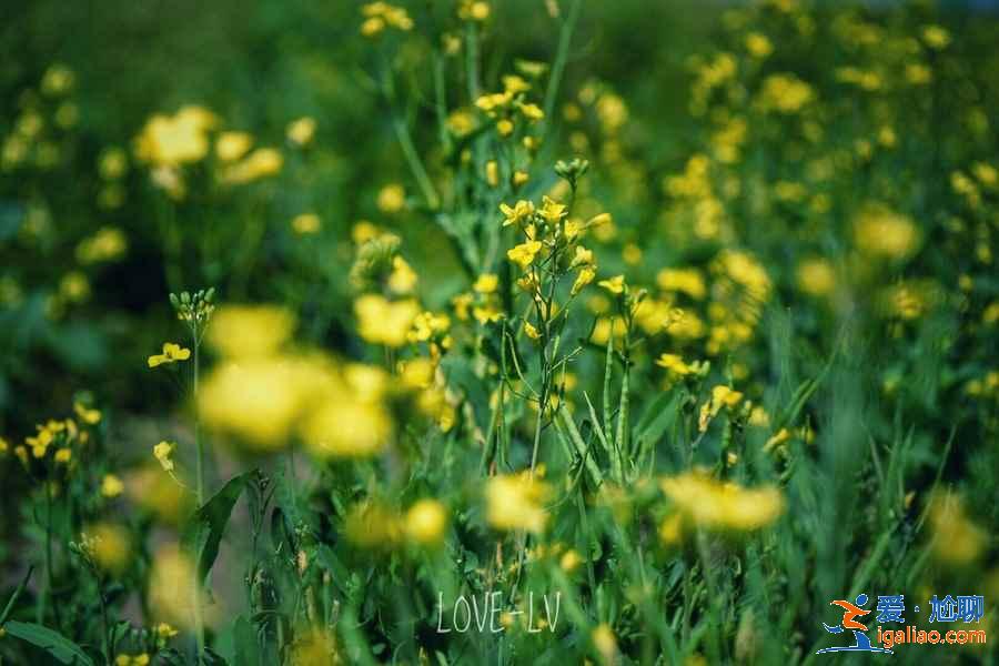 武汉春天去哪儿看油菜花，武汉春季赏油菜花指南，武汉春天赏油菜花好去处？