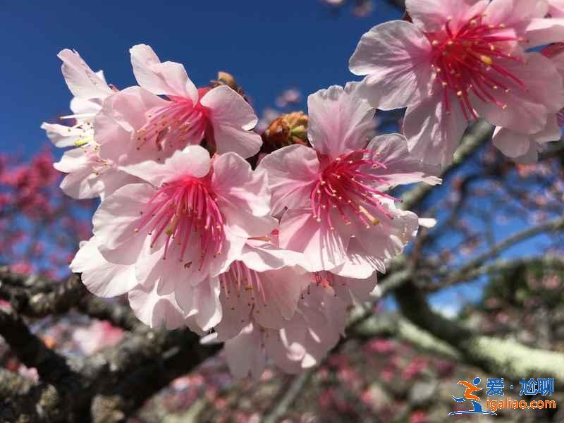 2月去日本能看到樱花吗，2月份去日本有樱花吗，日本2月樱花开吗？