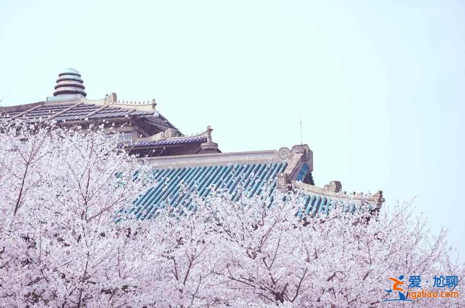 2019武汉赏樱路线，除了武汉大学还有哪些赏樱好去处？？