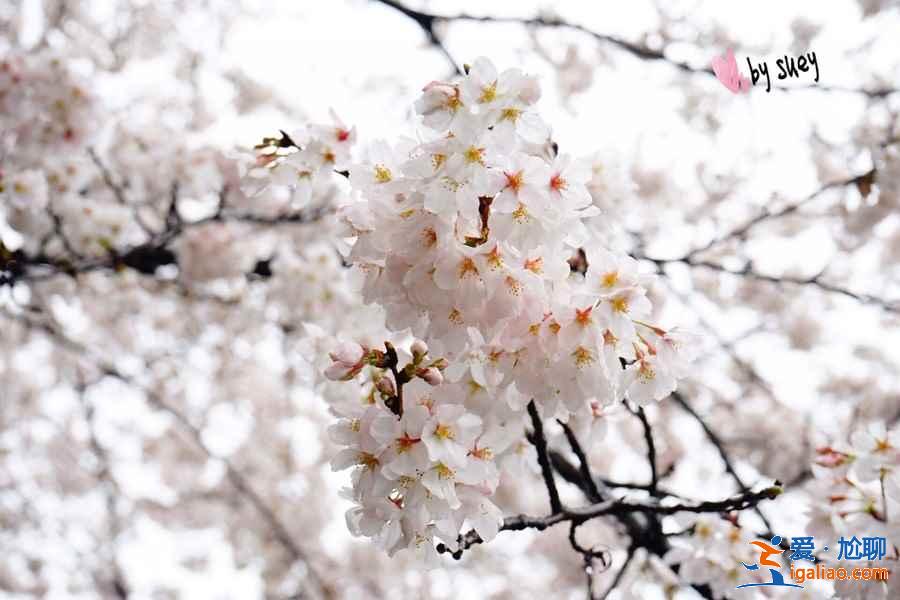 2019武汉赏樱路线，除了武汉大学还有哪些赏樱好去处？？