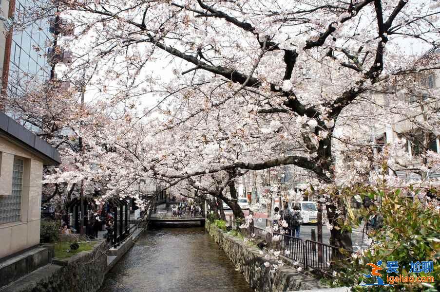 2月去日本能看到樱花吗，2月份去日本有樱花吗，日本2月樱花开吗？