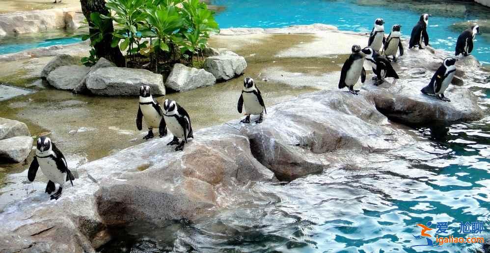 新加坡旅游注意事项（购物、货币、天气）？