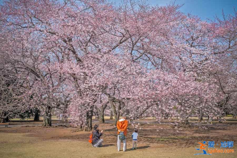 2018日本樱花花期预测，日本东京赏樱全攻略？