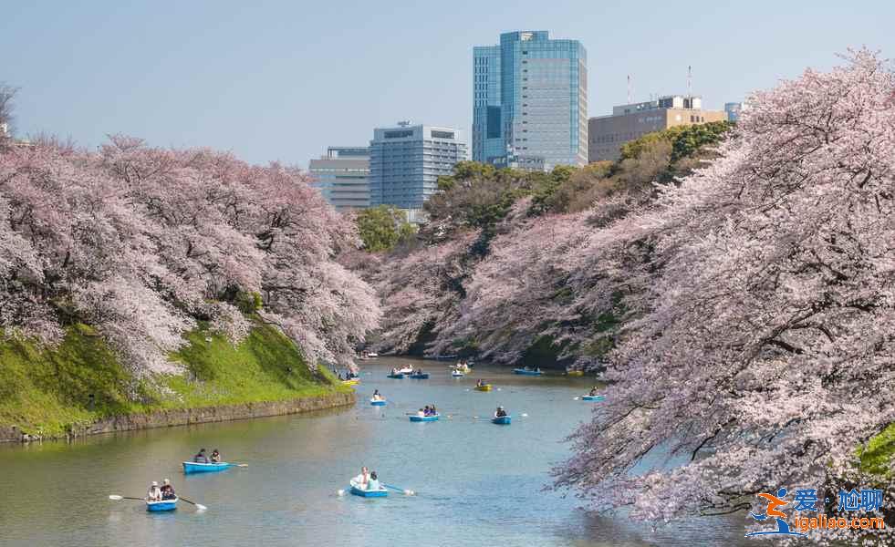 2018日本樱花花期预测，日本东京赏樱全攻略？