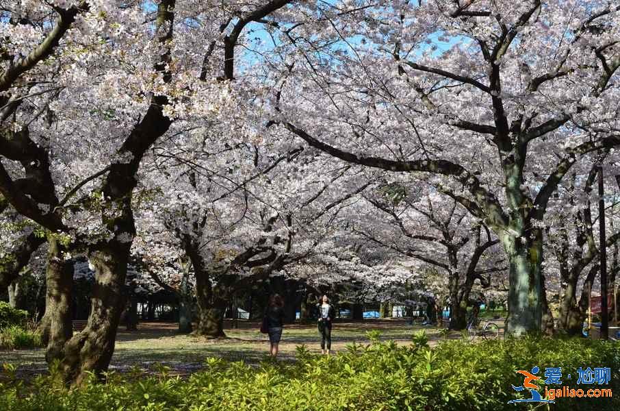 2018日本樱花花期预测，日本东京赏樱全攻略？