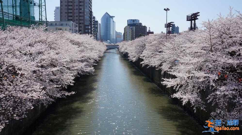 2018日本樱花花期预测，日本东京赏樱全攻略？