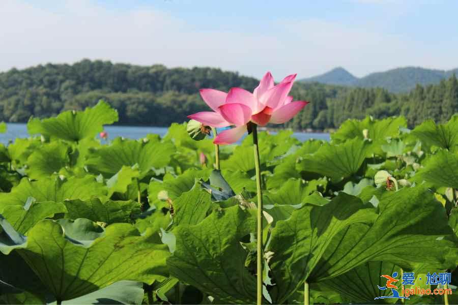 杭州五日游去哪好，杭州五日游哪里好玩，杭州五日游行程推荐？